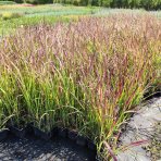 Imperáta valcovitá (Imperata cylindrica) ´RED BARON´- kont. C2L